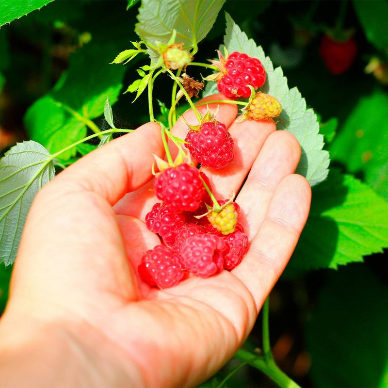 Back to the Roots Organic Alpine Strawberry Kids Grow Kit Science Edition
