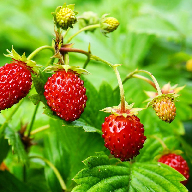 Back to the Roots Organic Alpine Strawberry Kids Grow Kit Science Edition