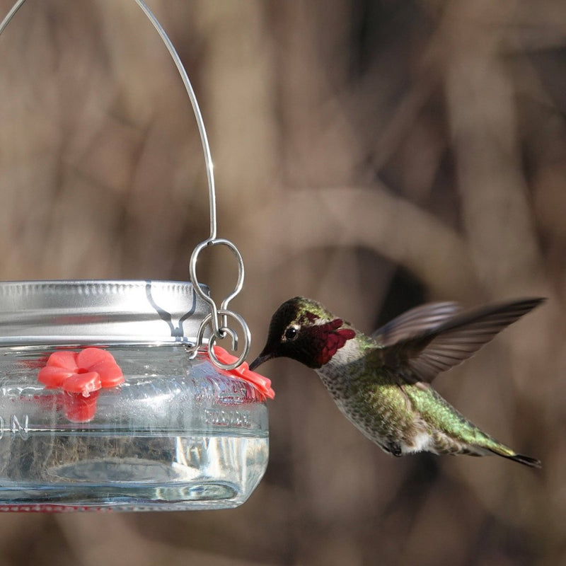 Nature's Way Bird Products 6oz Mason Jar Hummingbird Glass Feeder 2.5"