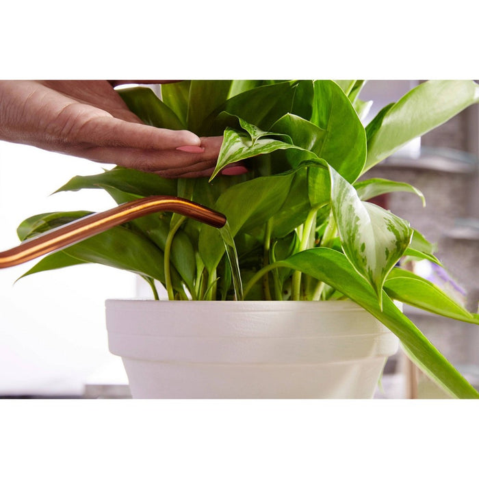 Miracle-Gro 8oz All Purpose Liquid Indoor Plant Food