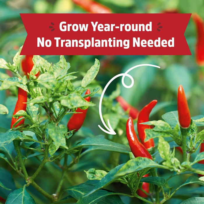Back to the Roots Organic Chili Pepper Grow Kit