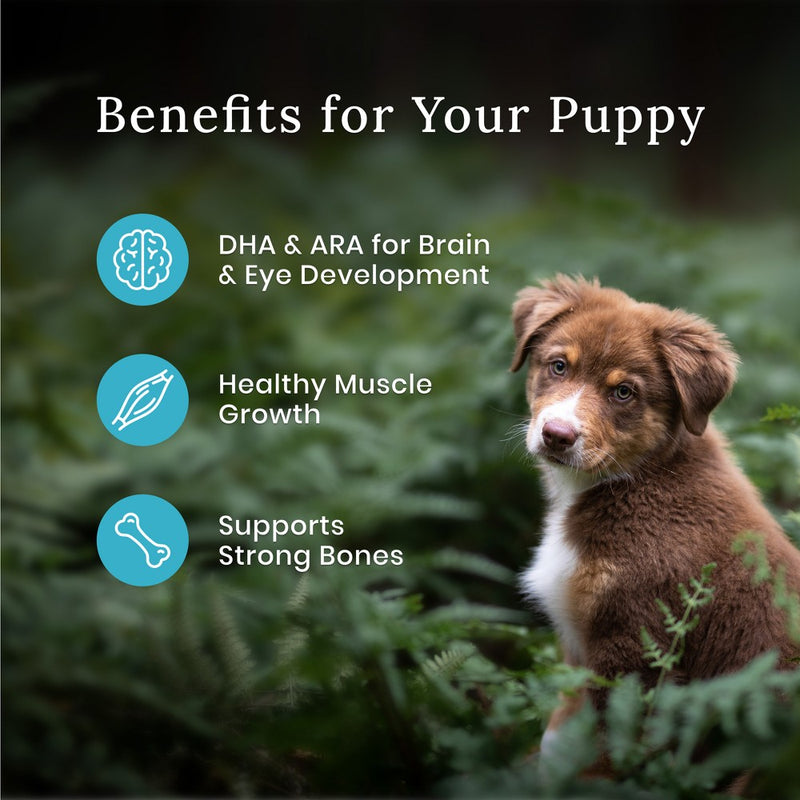 Blue Buffalo Wilderness High Protein Natural Puppy Dry Dog Food with Chicken Flavor - 13lbs