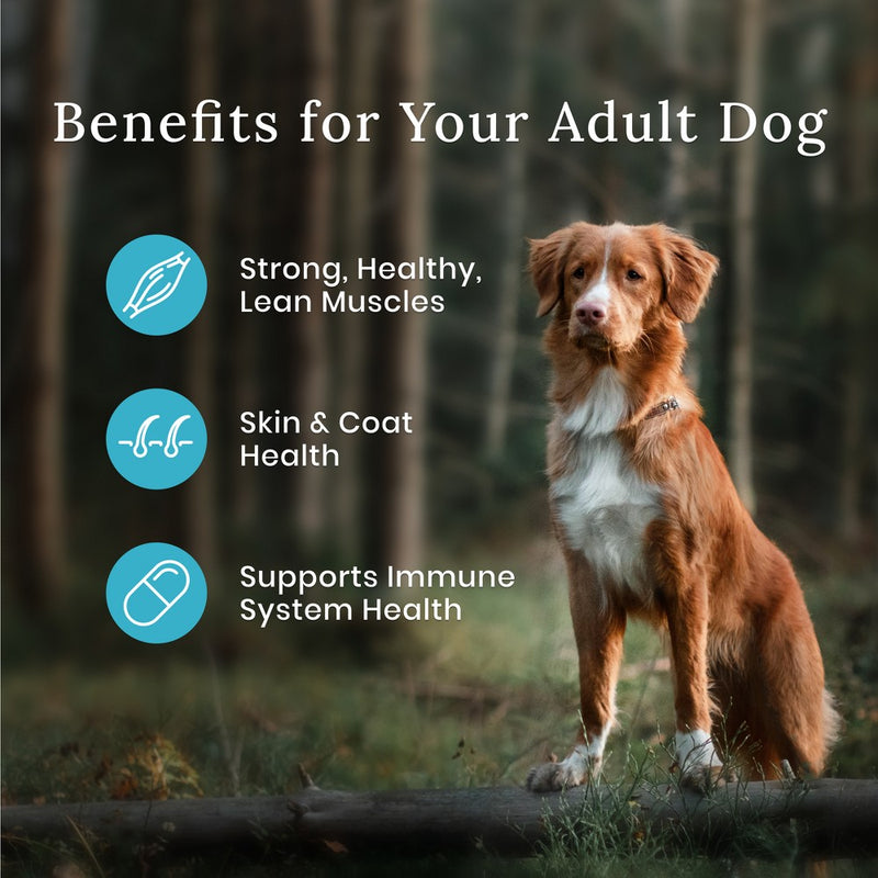 Blue Buffalo Wilderness High Protein Natural Adult Dry Dog Food plus Wholesome Grains with Duck - 13lbs
