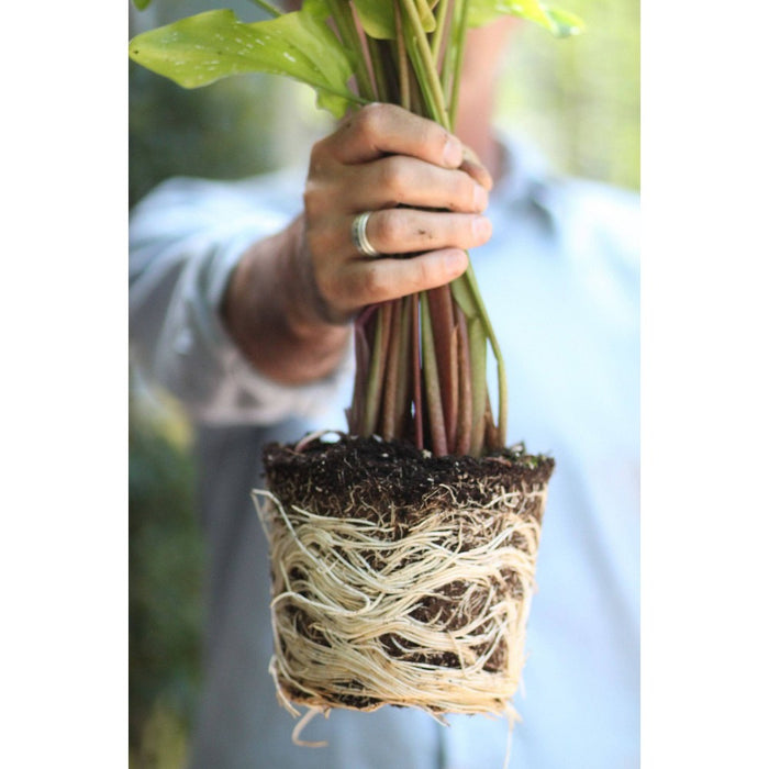 Good Dirt Naturals Indoor/Outdoor Plant Food - 15 fl oz