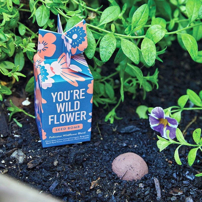 Modern Sprout Seed Bomb - You're Wild Flower