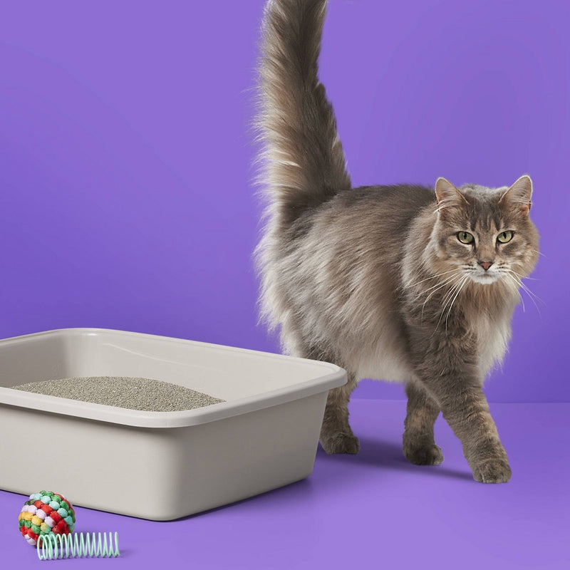 Scented Clumping Cat Litter Jug - 20lbs - up & up (LOCAL PICKUP ONLY)