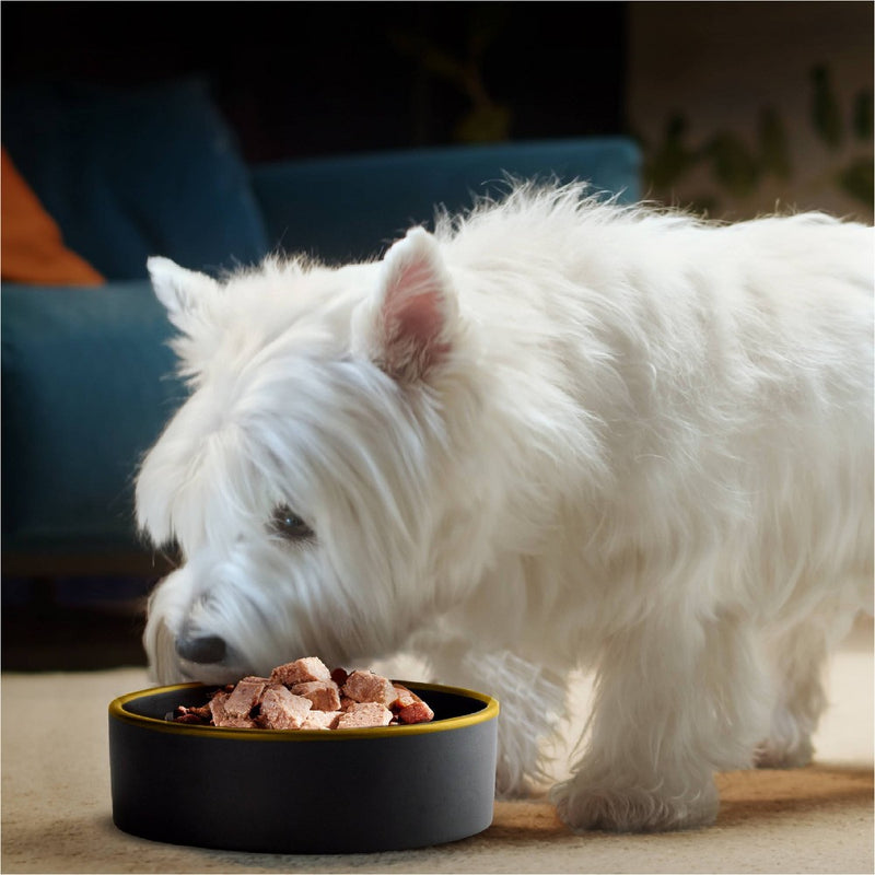 Cesar Classic Loaf in Sauce Filet Mignon Beef Flavor Adult Wet Dog Food - 3.5oz