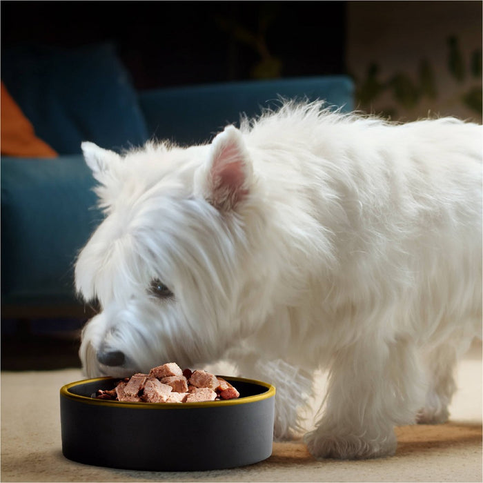 Cesar Classic Loaf in Sauce Filet Mignon Beef Flavor Adult Wet Dog Food - 3.5oz