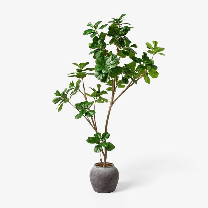 6 ft Artificial Leaf Fig Tree Dark Green - Threshold designed with Studio McGee (LOCAL PICKUP ONLY)