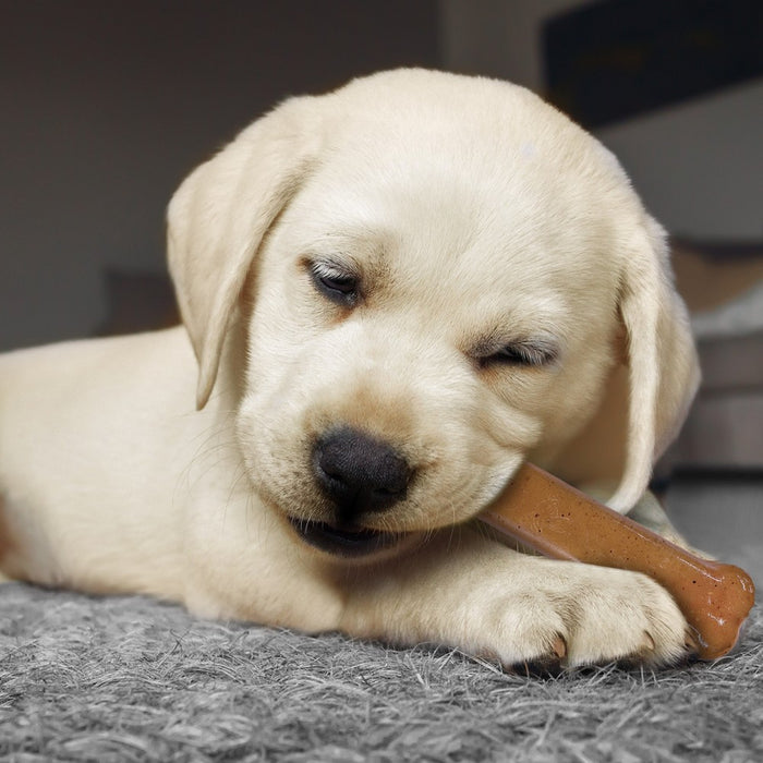 Nylabone Puppy Starter Pack Dog Toy - Brown