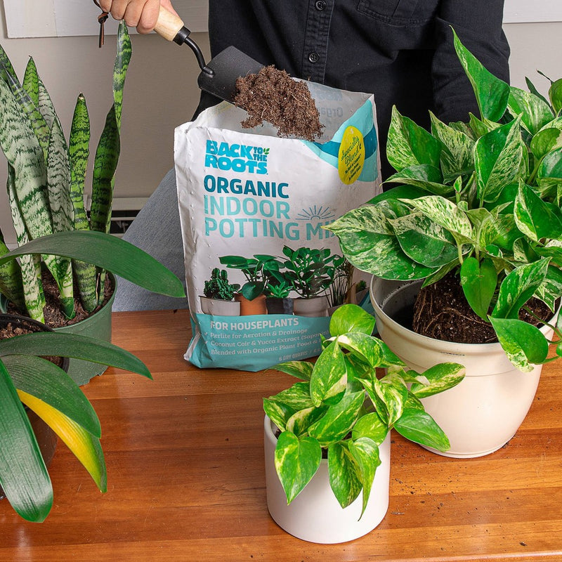 Back to the Roots 6qt Organic Indoor Potting Mix For Houseplants Specialty Mix: Perlite, Coconut Coir, Mycorrhizae
