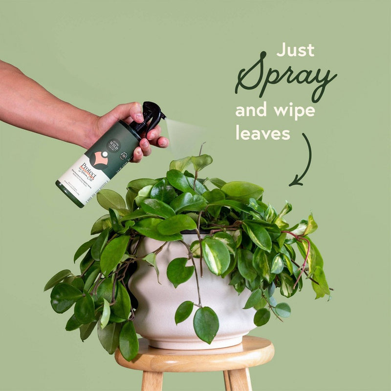 Houseplant Leaf Health Kit - WE THE WILD