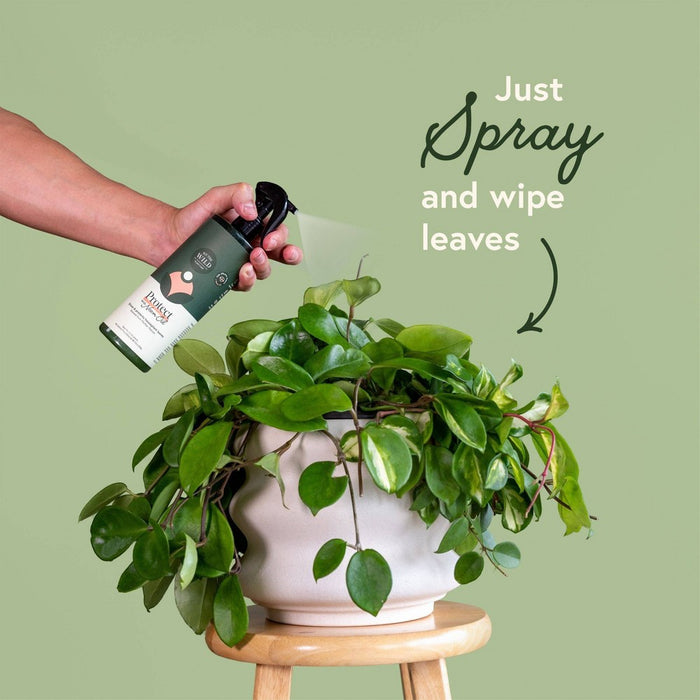 Houseplant Leaf Health Kit - WE THE WILD