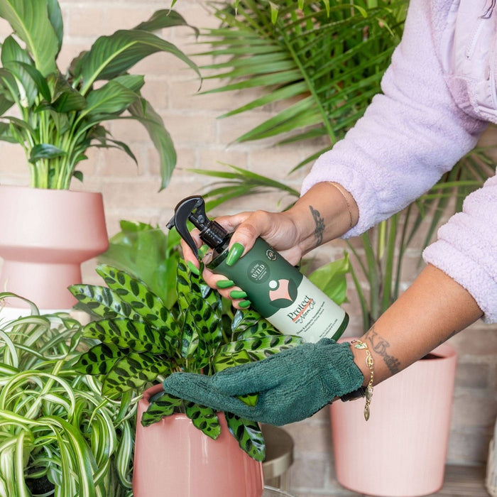 Houseplant Leaf Health Kit - WE THE WILD