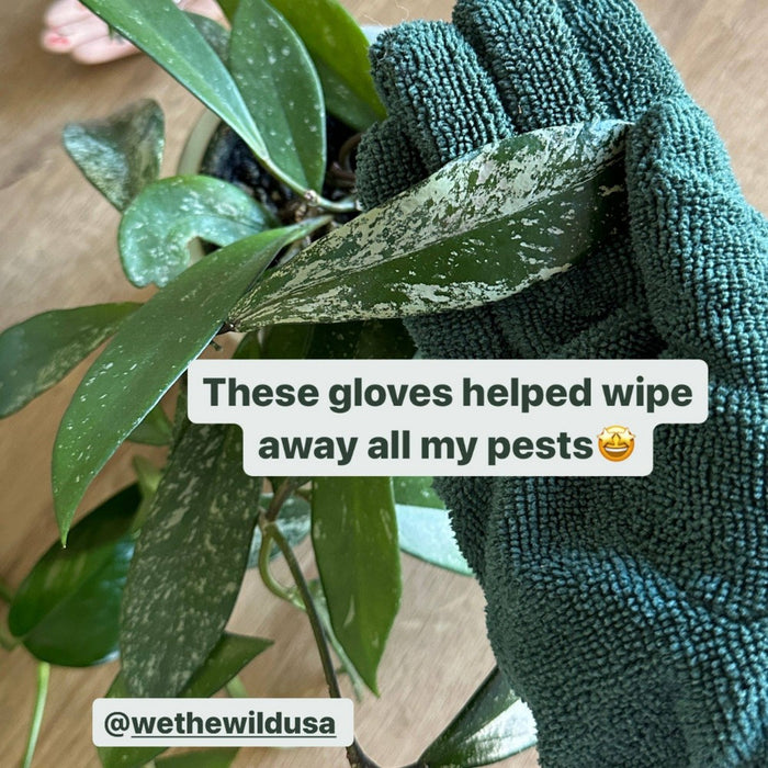 Houseplant Leaf Health Kit - WE THE WILD
