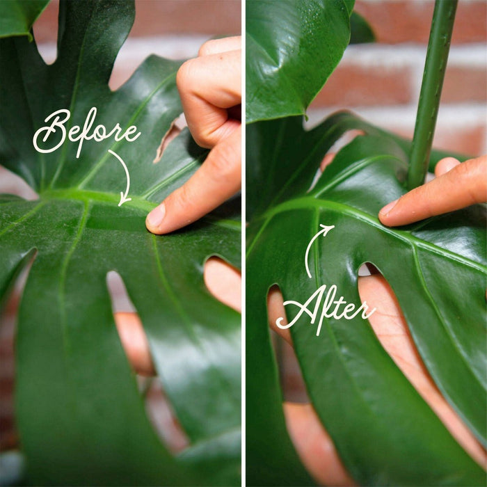 Houseplant Leaf Health Kit - WE THE WILD