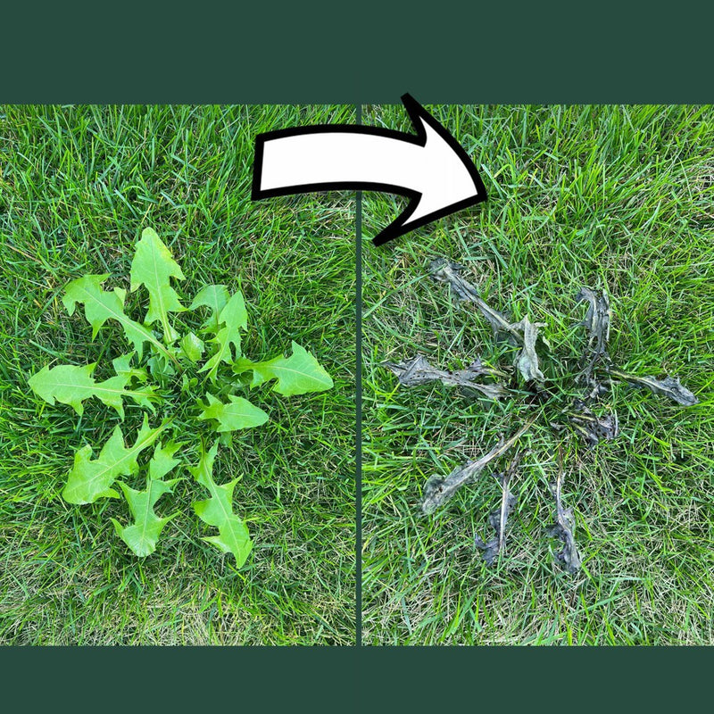 Mighty Mint 31oz Outdoor Selective Weed Killer (LOCAL PICKUP ONLY)