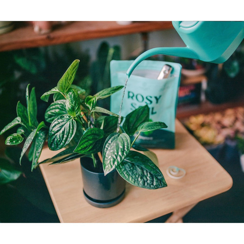 Rosy Soil 4lb Indoor Potting Soil Mix