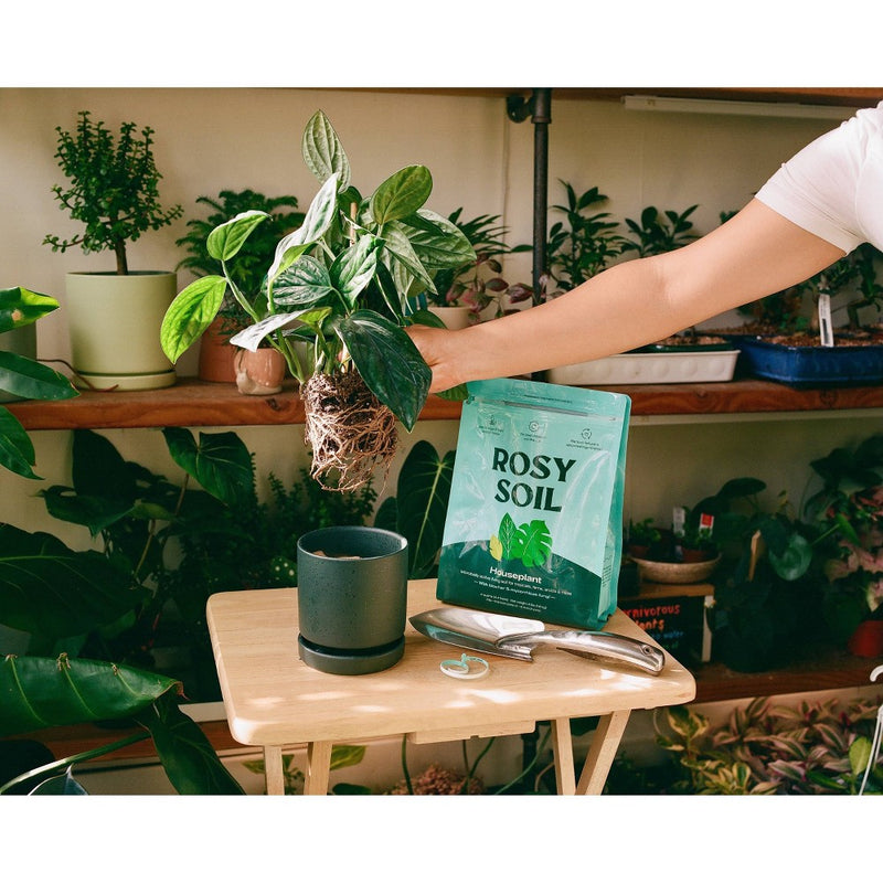 Rosy Soil 4lb Indoor Potting Soil Mix