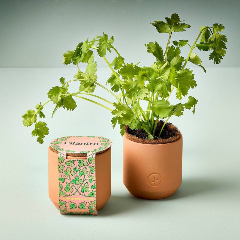 Modern Sprout Tiny Terracotta - Cilantro