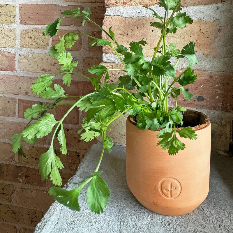 Modern Sprout Tiny Terracotta - Cilantro