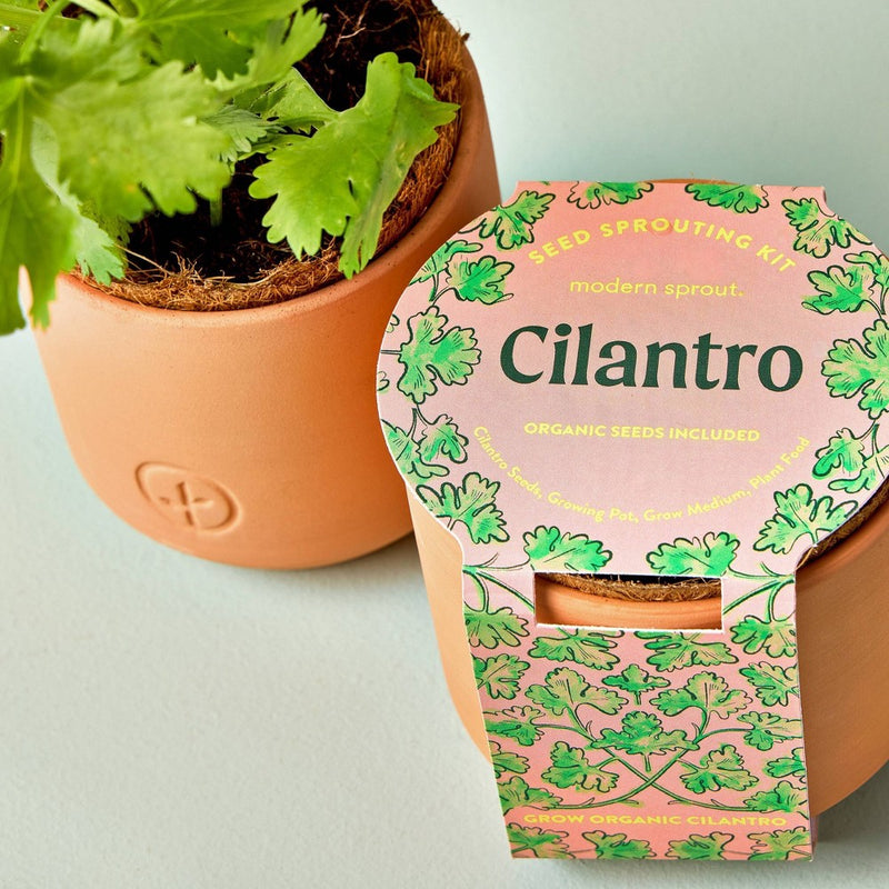 Modern Sprout Tiny Terracotta - Cilantro