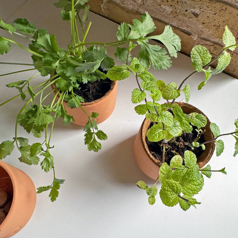 Modern Sprout Tiny Terracotta - Cilantro
