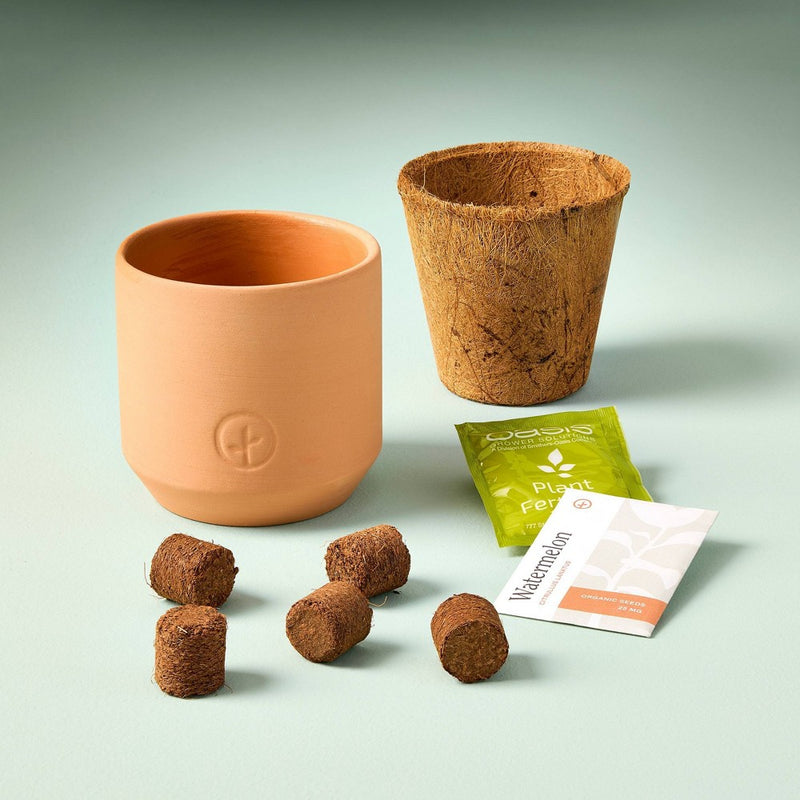 Modern Sprout Tiny Terracotta - Cilantro