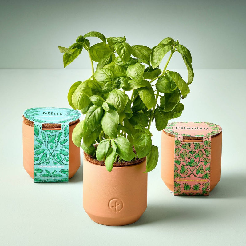 Modern Sprout Tiny Terracotta - Cilantro