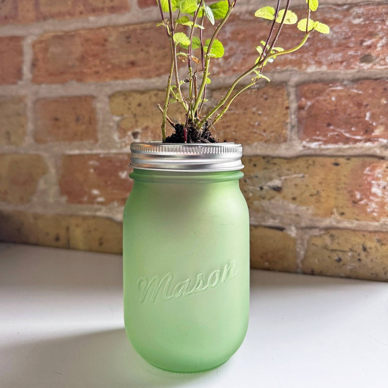 Modern Sprout Pint Jars Herb Garden Seed Kits - Mint (LOCAL PICKUP ONLY)