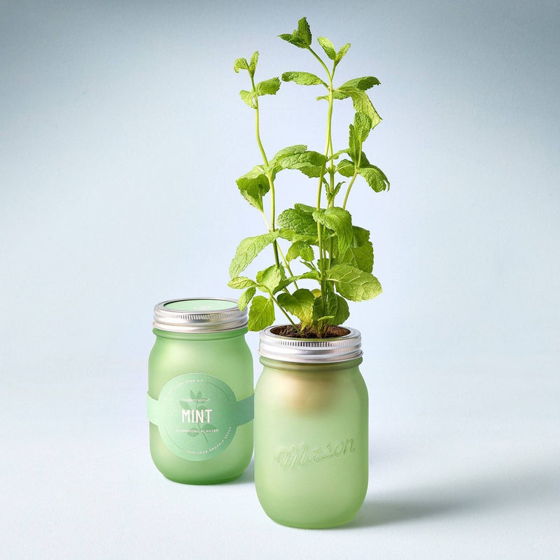 Modern Sprout Pint Jars Herb Garden Seed Kits - Mint (LOCAL PICKUP ONLY)
