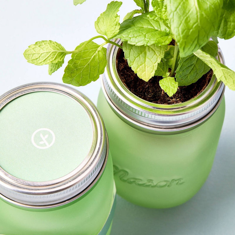 Modern Sprout Pint Jars Herb Garden Seed Kits - Mint (LOCAL PICKUP ONLY)