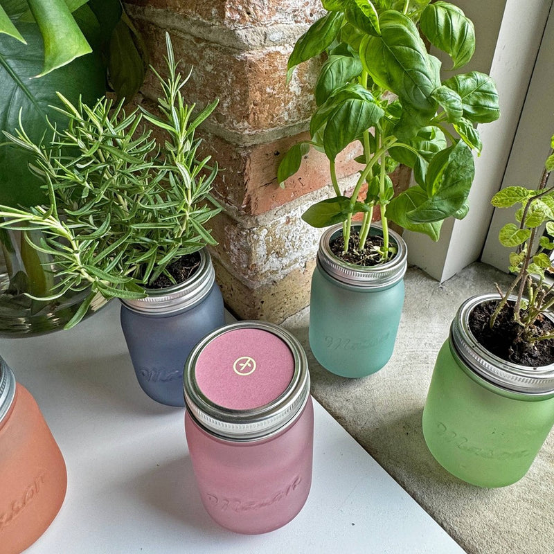 Modern Sprout Pint Jars Herb Garden Seed Kits - Mint (LOCAL PICKUP ONLY)