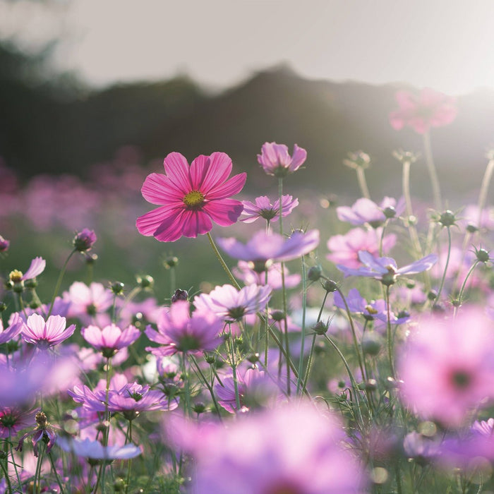 Tide Spring Meadow Hygienic Clean High Efficiency Heavy Duty Laundry Detergent Liquid Soap - 149 fl oz