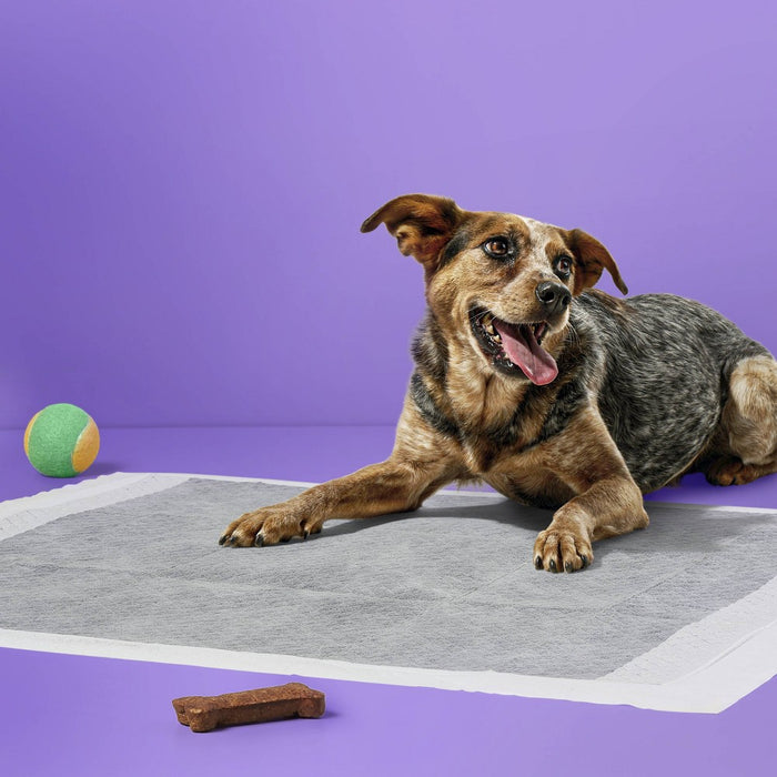 Puppy and Adult Dog Unscented Activated Charcoal Training Pads - L - 50ct - up&up