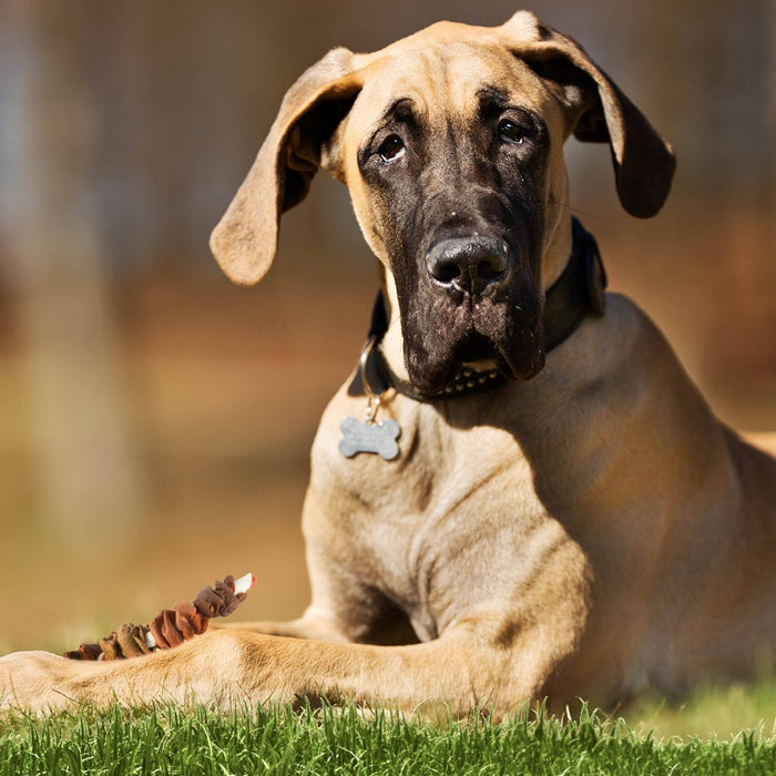 Good 'n' Fun Triple Flavor Colossal Kabob Rawhide Dog Treat with Chicken, Duck & Beef Flavor - 8.4oz/ 3ct