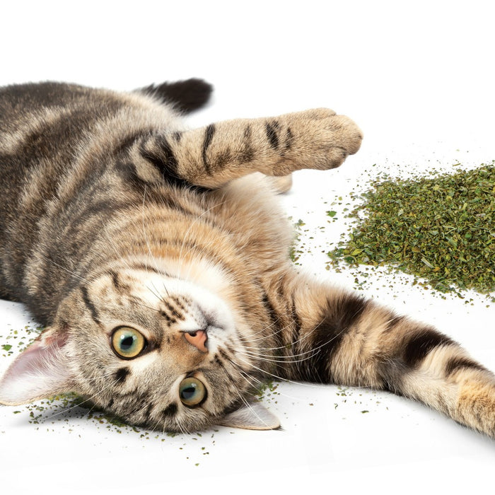 SmartyKat Shaker Canister Catnip Cat Treats - 2oz