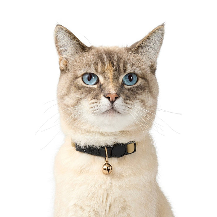 Cat Collar - One Size Fits Most - Black - The Cuddle Collab