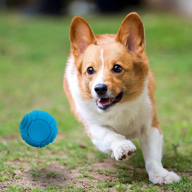 NERF Solid Foam Sonic Dog Ball Toy - 2pk