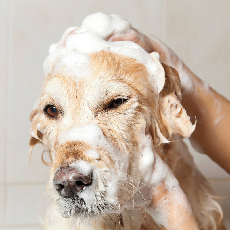 Wahl Oatmeal Formula Coconut Lime Verbena Pet Shampoo Concentrate - 24oz