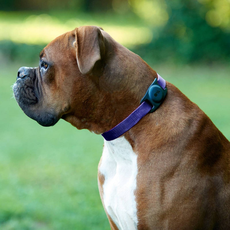Case-Mate Dog Collar AirTags Mount - Black