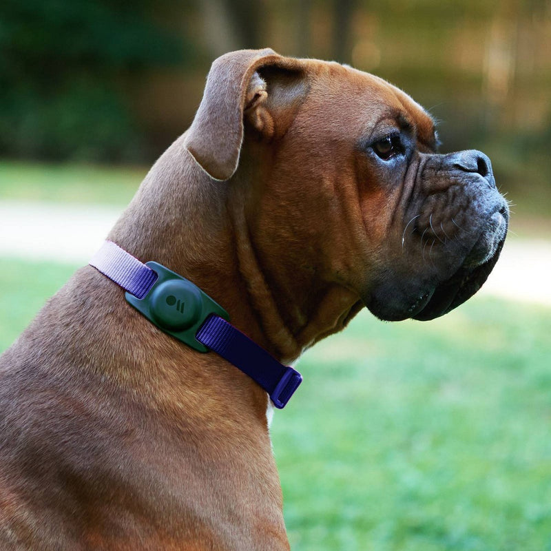 Case-Mate Dog Collar AirTags Mount - Black