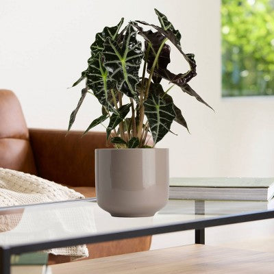 LiveTrends 6.5" Bari Ceramic Indoor Planter Pot Dark Taupe