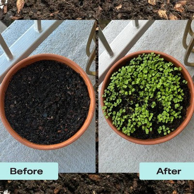 Rosy Soil 4qt Herb Mix Organic Potting Soil Blend for Indoor Plants: Enriched with Biochar, Worm Castings, Fast Draining, Peat Free