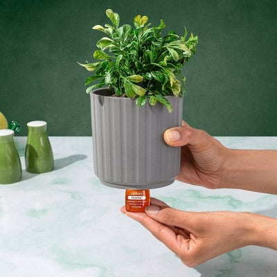 Lifelines Citrus Grove Essential Oil Clickwick