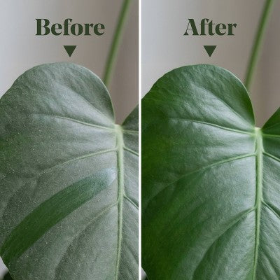 WE THE WILD Protect Spray Organic Botanical Leaf Shine & Care For Houseplants 8.5 fl oz