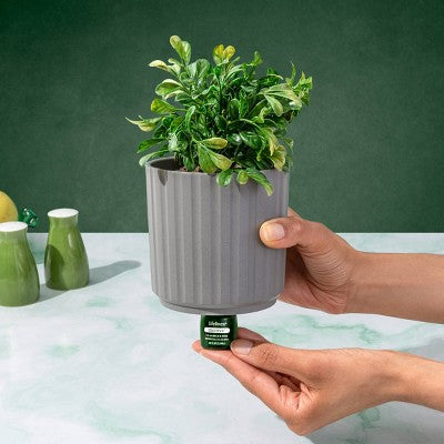 Lifelines Walk in the Woods Essential Oil Clickwick