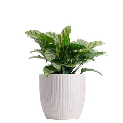 LiveTrends Belice Ceramic Indoor Planter Pot White 5.5"x6.5"x6.5"