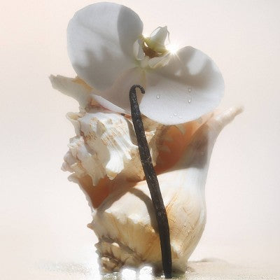 Saltair Nourishing Body Oil for Dewy and Glowing Skin - Salt Water Vanilla - 4 fl oz: Glass Bottle, Normal to Dry Skin