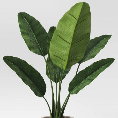 Large Banana Leaf Potted Plant - Threshold (LOCAL PICKUP ONLY)